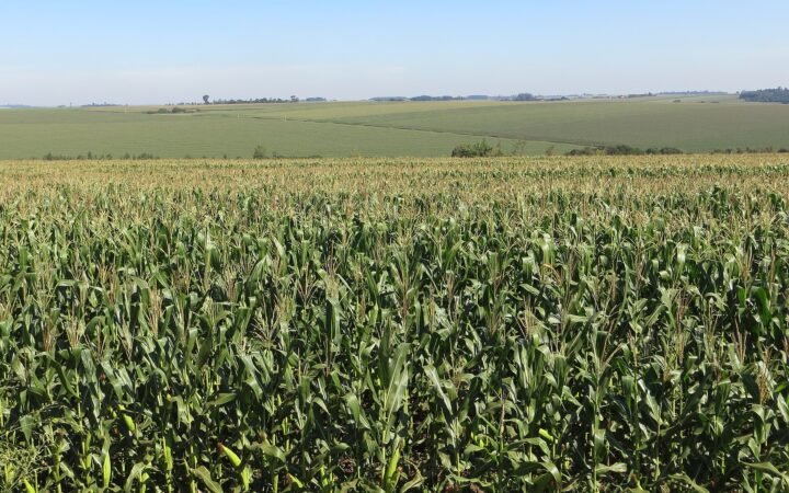Plantação de milho em Palotina no Paraná