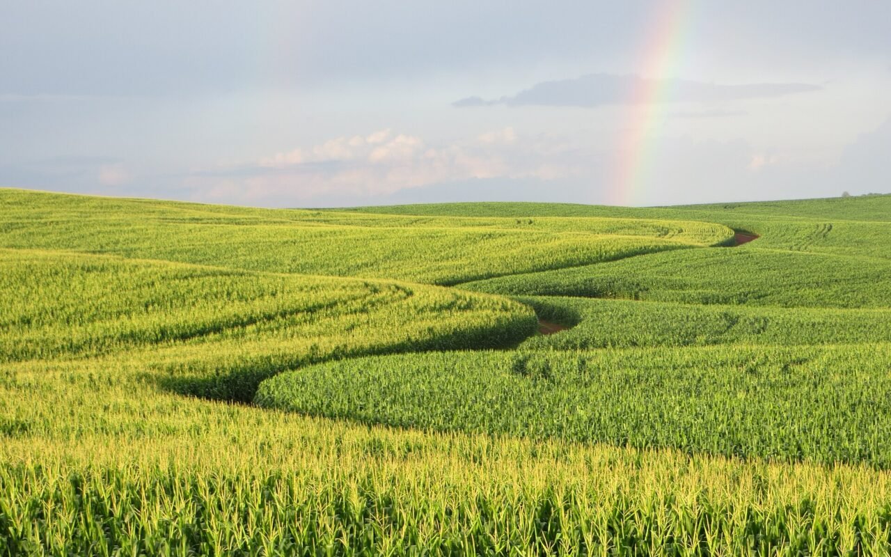 Lavoura de trigo em Guarapuava no Paraná