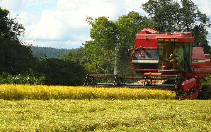 Colheitadeira trabalhando em lavoura de arroz