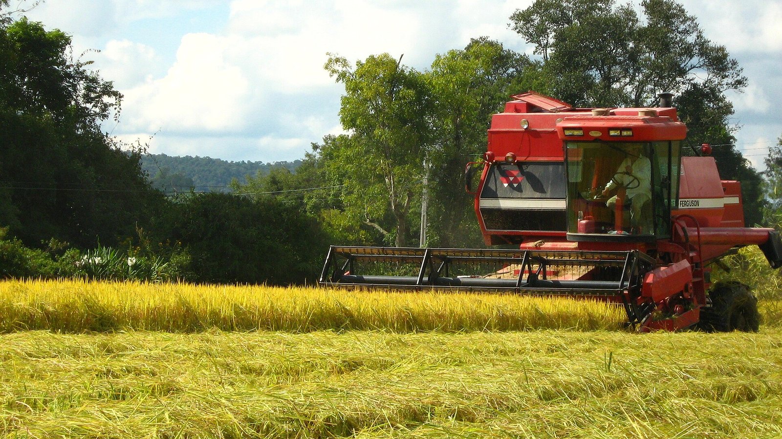 Colheitadeira trabalhando em lavoura de arroz