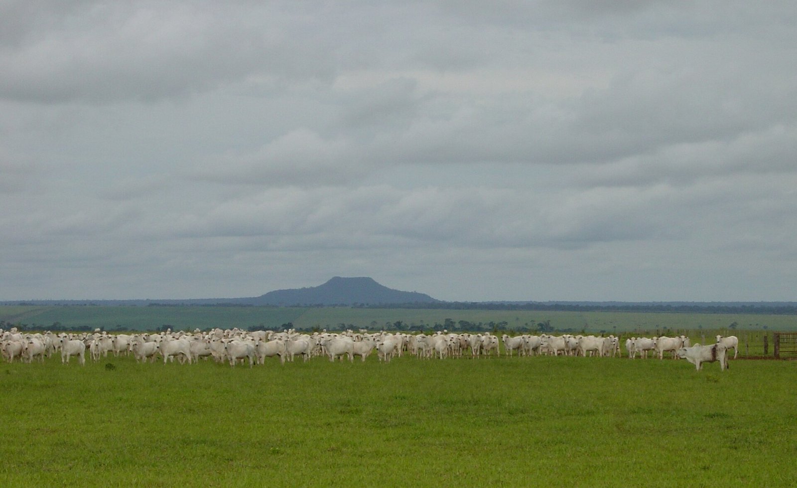 Rebanho bovino em pastagem diante do Morro do Diabo