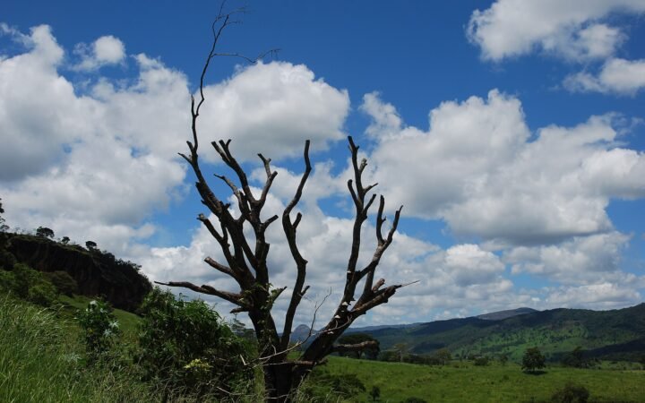 Paisagem rural com árvore sem folhas e céu com nuvens