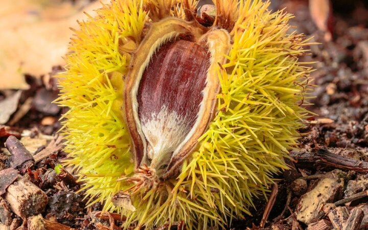 Castanha portuguesa dentro do envoltório espinhoso aberto