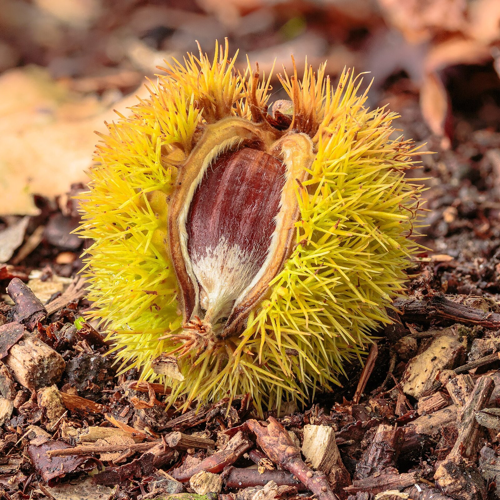 Castanha portuguesa dentro do envoltório espinhoso aberto