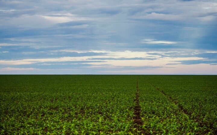 Área de soja em Brasnorte no noroeste de Mato Grosso