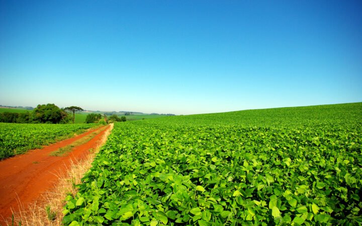 Lavoura de soja no Rio Grande do Sul, com estrada de terra ao centro, em arquivo de 2008.