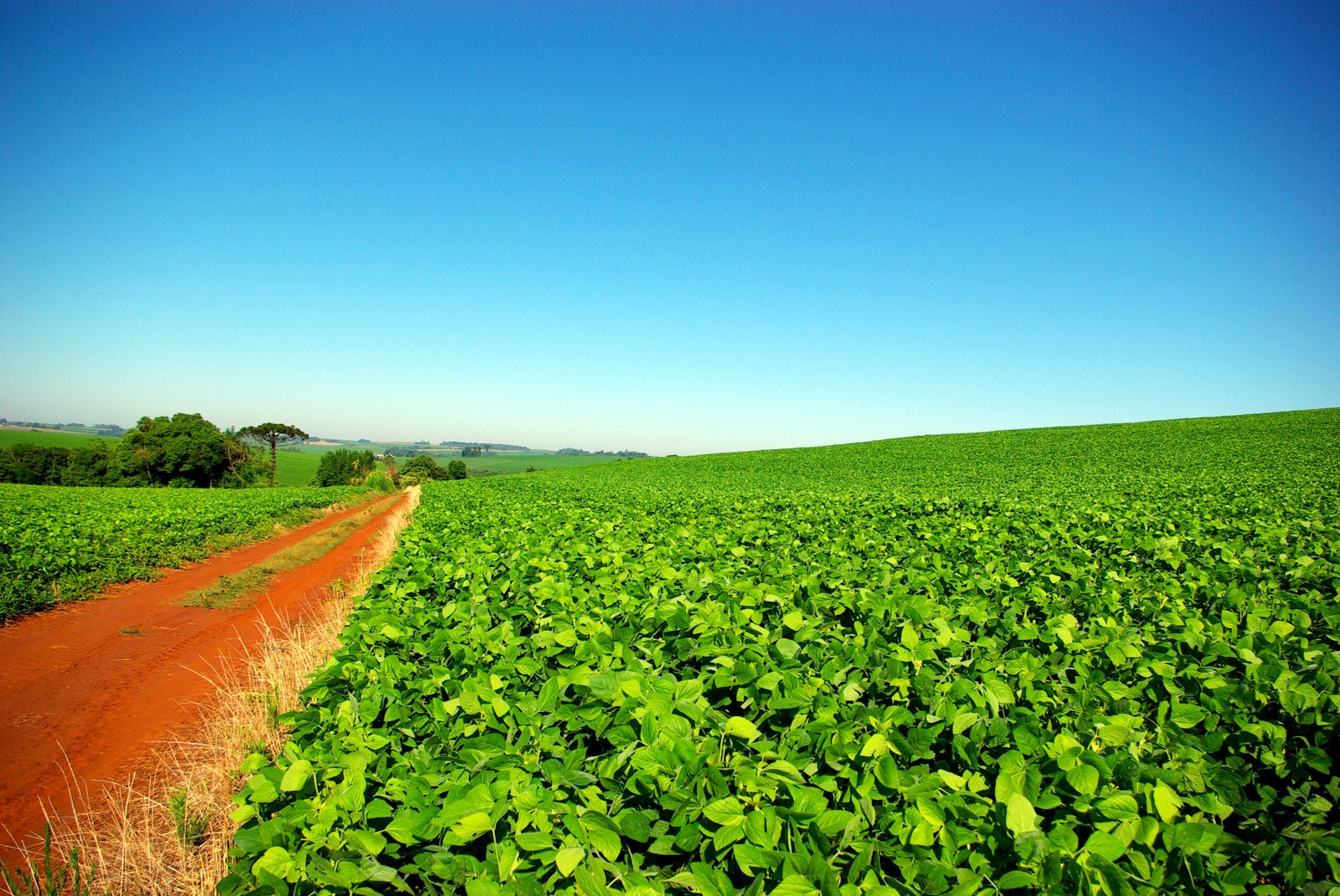 Lavoura de soja no Rio Grande do Sul, com estrada de terra ao centro, em arquivo de 2008.