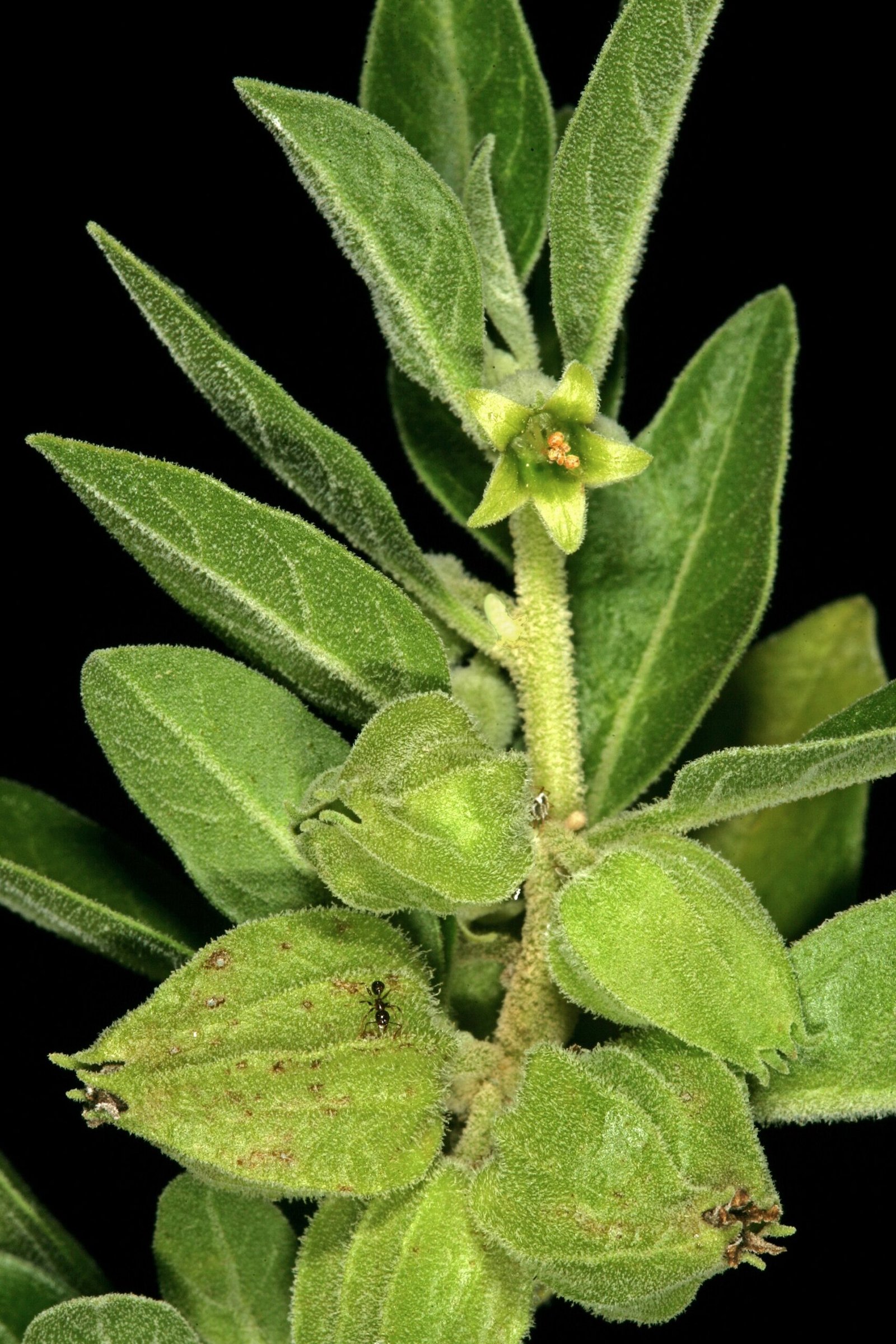 Folhas, flores e frutos em desenvolvimento da planta Withania somnifera